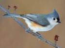 titmouse-480px.jpg