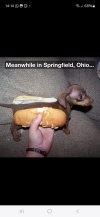 hot dog.jpg