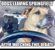 driving dog.jpg