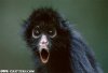 surprised-black-spider-monkey-funny-animal-picture3.jpg