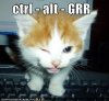funny-pictures-kitten-presses-ctrl-alt-grr.jpg