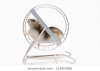 hamster-wheel-260nw-123853999.jpg