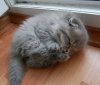 fluffy-cat-funny-pics-25__605.jpg