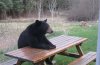 bear_waiting_patiently_for_picnic.jpg