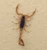 Scorpion on Wall.jpg