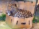 leopard in box.jpg