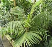 Image result for are coconuts grown in the midlands of england