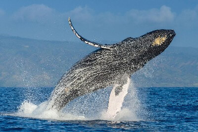 humpback-whale-breech-panama.jpg