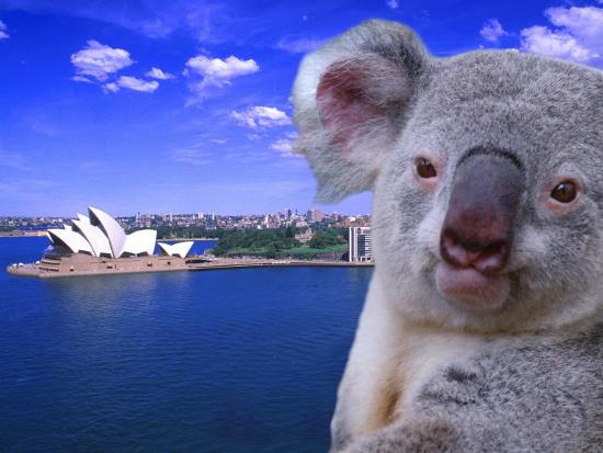 portrayal-of-opera-house-and-koala-sydney-australia_u-l-p3wrat0.jpg